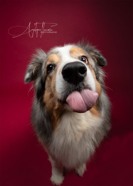 Animaux Un chien de berger australien avec un regard amical et la langue tirée.